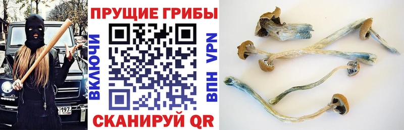 что такое   Суровикино  Галлюциногенные грибы мухоморы 